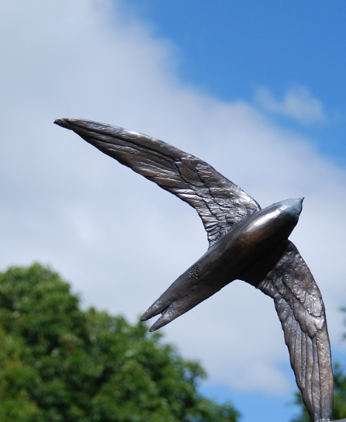 Details of under wing feathers by JOEL