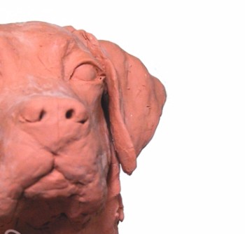 Life Sized Statue of Lovely Labrador dog to be cast in Bronze