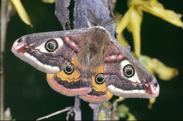 Moth Mission Impossible?