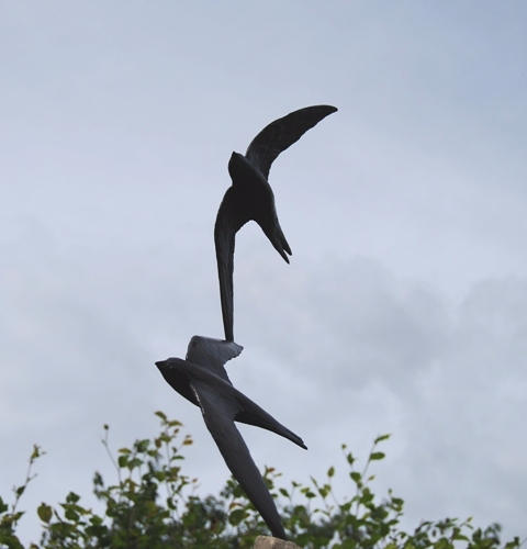 More Bronze Swifts Find New Home