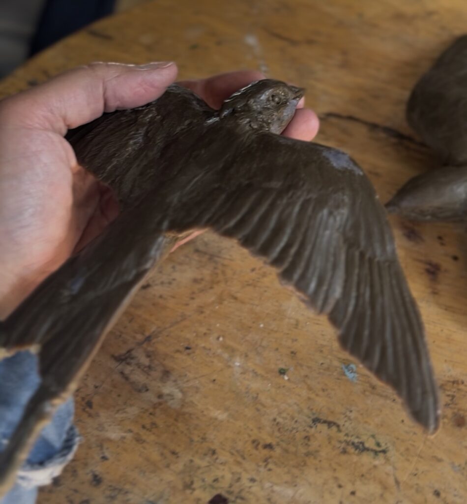 Swallow Wax stage by JOEL