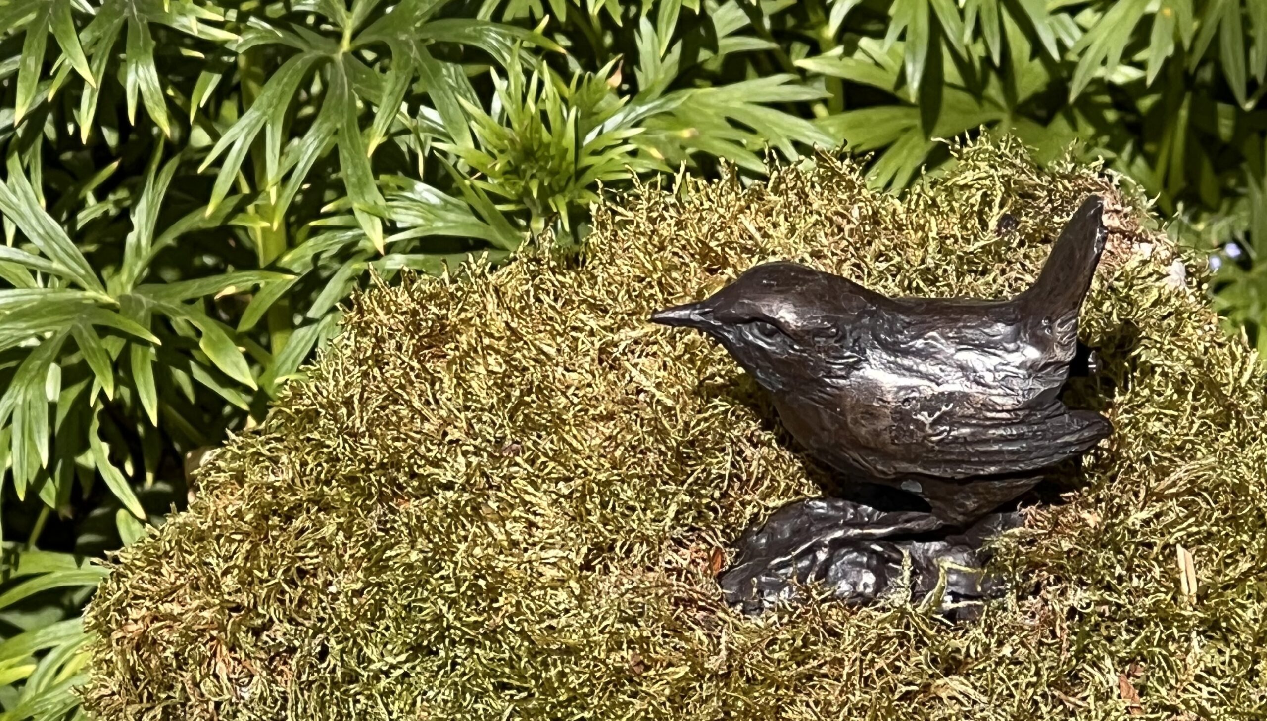 Wren on a Mossy Rock by JOEL